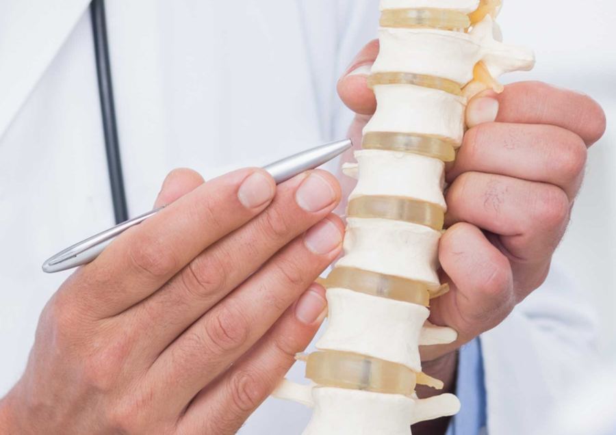A clinician pointing to the discs on a model of the spine